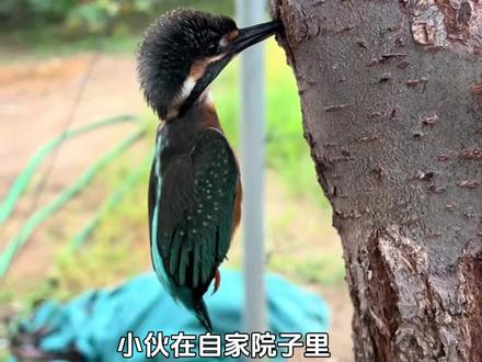 翠鸟为什么会插在树上? #科普知识 #翠鸟 #神奇动物在抖音
