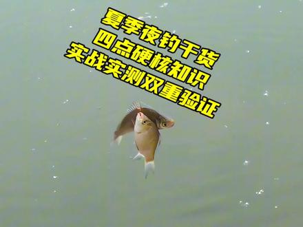 夏季夜钓时机、钓位、深浅、饵料四纲要,准确性已实战加实测充分验证 #钓鲫鱼#夜钓#钓鱼知识#户外钓鱼#好好钓鱼