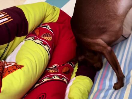 钻被窝是它的强项#小鹿犬