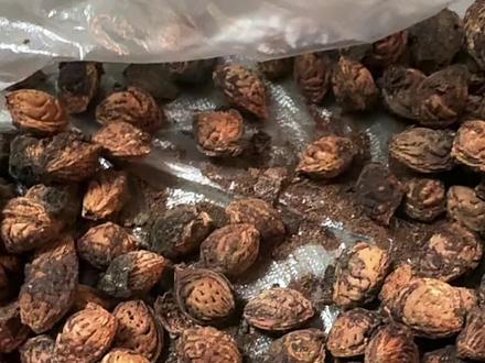 请大家多多注意,有些“桃枭”是不能用的,桃枭需要从山桃树上正月取之,典籍中记载有云:桃子乾,悬如枭首,磔木之状,故名奴者,言其不能成实也。言其辟恶,千叶桃花,结子在树不落者,名👻☠️,《雷公炮灸论》中有炮制桃枭的规范,但是在十一月采之,以铜刀切焙,取肉用,而方书未见用者,桃枭气味苦微温,有小毒。#桃枭 #科普一下 #传统文化 #有趣的知识又增长了 #建议收藏转发