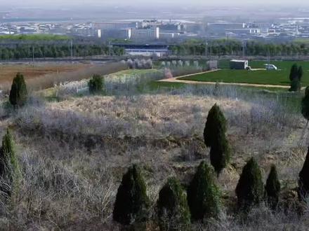 航拍邙山陵墓群M560三汉冢 #邙山陵墓群 #东汉帝陵 #历史 #文物古迹 #考古发现 邙山陵墓群M560三汉冢,位于洛阳市孟津区送庄乡三十里铺村南侧,三汉冢外观呈圆形矮丘状,封土高10米,直径84米,周长约200米,形制明显小于传统帝陵。其封土四周被修整为六级梯田台阶,周边地势开阔,无其他大型墓冢,凸显了陵墓的独立性与等级差异。考古研究表明,东汉帝陵多采用内外陵园制度,封土东侧常设祭祀建筑群,而三汉冢的陵园布局虽尚未完全揭露,但其封土南侧与东侧发现的夯土基址,可能与文献记载的“石殿”“钟虡”等礼制建筑相关。三汉冢的墓主身份长期悬而未决。清代学者龚松林曾考定为汉和帝慎陵,1982年学者陈长安依据《后汉书·李固传》记载,提出其为汉冲帝刘炳的怀陵。冲帝2岁即位,在位仅一年夭折,因国力衰微,依大臣建议“葬于宪陵茔内”,与顺帝宪陵二汉冢共用陵园,形成“一茔二陵”的独特格局。然而,2009年朱仓M707陵园的发掘显示,顺帝宪陵可能位于平乐镇朱仓村,部分学者转而推测三汉冢或为东汉少帝刘懿之墓,其规模缩减或与刘懿在位仅七个月的特殊历史背景有关。作为2001年国务院公布的第五批全国重点文物保护单位,它与大汉冢、二汉冢共同构成了北邙山最具标志性的陵墓景观,三冢南北连缀,封土巍然,彰显着东汉帝陵的恢弘气势。