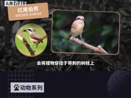 快速带你了解红尾伯劳#红尾伯劳