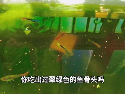 你吃出过翠绿色的鱼骨头吗?这是什么鱼?有毒吗?