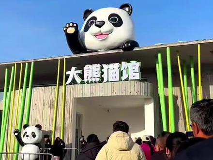乌鲁木齐也有大熊猫了
#大熊猫 宝元 德瑞 # 乌鲁木齐水上乐园熊猫馆 # 2026年2月19日开馆