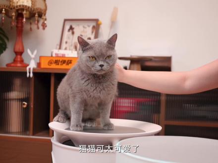养猫人必看!618宠物净化器实测避坑 #猫 #空气净化器 #宠物空气净化器 #除猫毛 #毛孩子用得比我还讲究