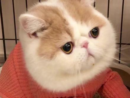 加菲猫价格一般多少钱#加菲猫 #养加菲猫的注意事项 #新手养猫 #科学养宠攻略