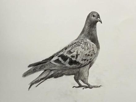 素描鸽子的画法,你学会了嘛?#画画 #画画其实很简单 #素描 #素描静物 #素描动物 #零基础学画画 @抖音小助手