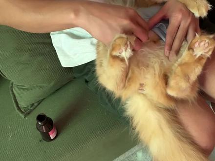 母猫绝育术后护理..手把手教会 #养猫进阶指南#养猫经验分享#新手养猫#母猫绝育
