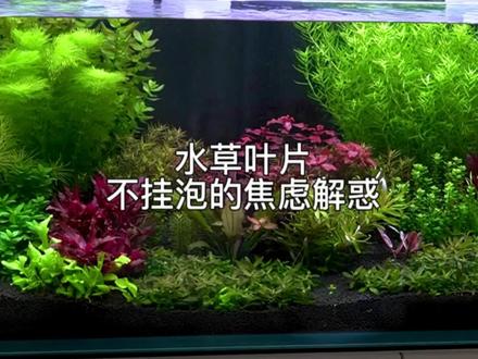 水草叶片不挂泡的焦虑解惑#水草缸 #草缸 #水草造景 #草缸造景 #水草 #鱼缸里的大自然 #水族 #水草冒泡