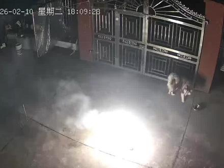 关于小年夜,我家狗子被烟花炸没了这件事 其实是狗子喜欢看烟花,监控拍的比较可怕而已。#过年 #放烟花 #阿拉斯加 #反转 #监控下的一幕