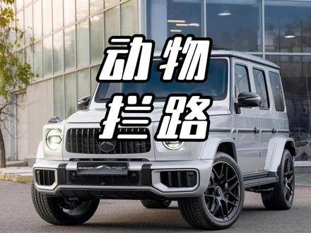 动物拦车究竟有什么缘故? #动物挡路 #万物有灵