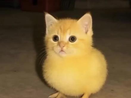 带你认识8种奇怪的动物#科普一下 #奇葩动物 #涨知识