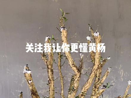 12公分小叶皱皮雀舌黄杨修剪上盆注意事项#雀舌黄杨盆景 #黄杨造型