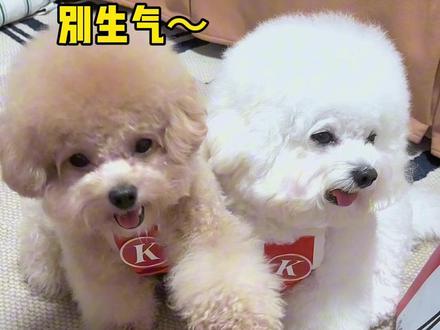 起猛了,看到线条小狗送外卖了 #肯德基线条小狗联名 #肯德基有狗啦 #K记修狗陪你过十一