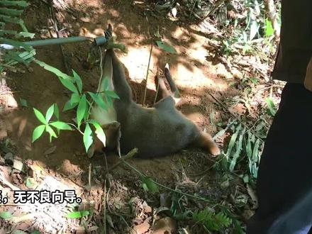 台湾大叔山里采药遇到被套住的山羌,国内通常叫黄麂。好心帮助解套。也不知道还能不能活过来。#每天都记录我的农村真实生活日常 #野生动物零距离 #真实户外