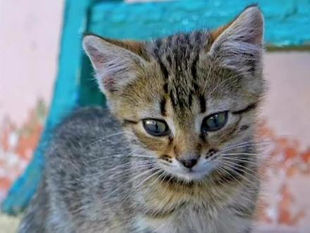 春天到了,又是捡猫的季节啦。献给新进的铲屎官们,捡到流浪小奶猫的时候,怎么判断它们的年龄呢?#新手养猫 #每个生命都值得被善待 #小奶猫 #萌宠好物 #评论区看看你们的猫 #流浪猫 #流浪猫救助