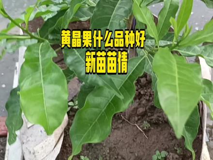 黄晶果什么品种好 新苗苗情 #阳台种植 #种植小技巧