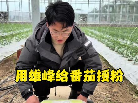 番茄授粉一定要用雄峰 番茄授粉不能用蜜蜂,要用雄峰才最好!#返乡创业青年 #番茄王国 #我的农场生活 #农业种植技术 #有机农业