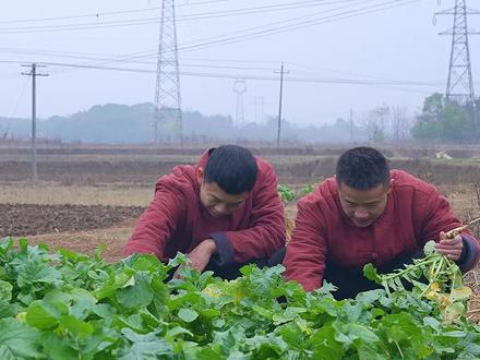 这个季节的萝卜菜炒好了比肉还好吃,小时候常吃的这个烫萝卜菜香辣爽口,真的是开胃又下饭#农村美食 #乡村守护人