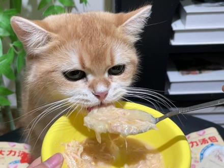 还没给小猫吃过猫大力家的鸡丝包,你是不知道它有多爱吃,我家小猫都在吃,你家的呢?#猫大力鸡丝汤包 #猫大力 #鸡丝汤包#宠物罐头