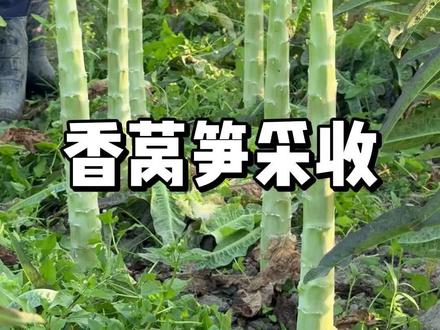 香莴笋采收,越冬莴笋多久可以采收