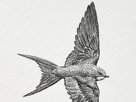 一分钟学会!超简单的画燕子方法✿ ◡‿◡✿ #绘画教程 #一起学画画 #零基础学画画 #画燕子 #画春天