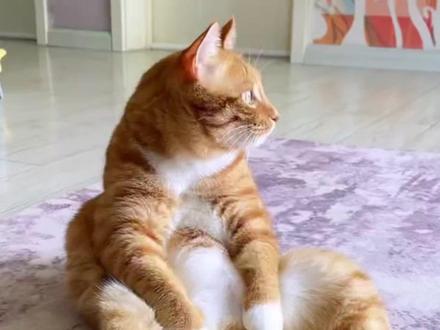 猫咪坐姿解析#宠物 #宠物知识 #萌宠 #养猫人 #猫咪
