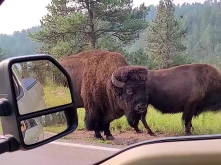 北美野牛-美国国兽,有多猛! #北美野牛 #美洲野牛