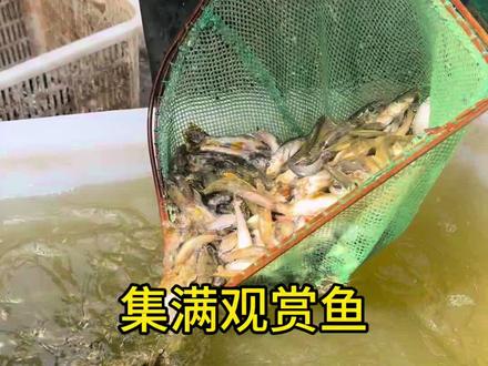 今天发现了极其稀有的小生物 #养鱼日记 #观赏鱼 #水族