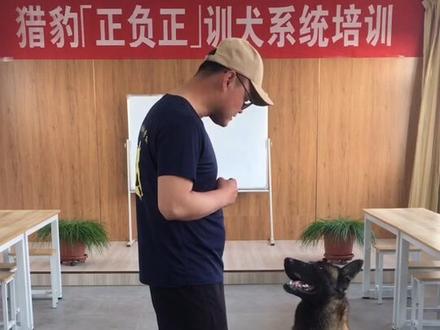 独家揭秘狗狗为什么会算数