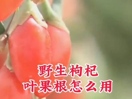 野生枸杞叶果根怎么用 #农业种植 #绿水青山我的家 #农业技术 #土壤改良