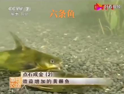 六条鱼”就是六个条件的品牌鱼:黄辣丁鱼#野生黄辣丁真假