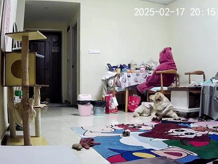 狗狗才是最好的心理医生#抚慰犬 #金毛 #陪伴是最大的幸福