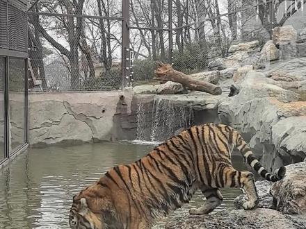 初一不能洗澡,初二洗呢
#动物园里的NPC太填补心巴
#去动物园感受不一样的春节