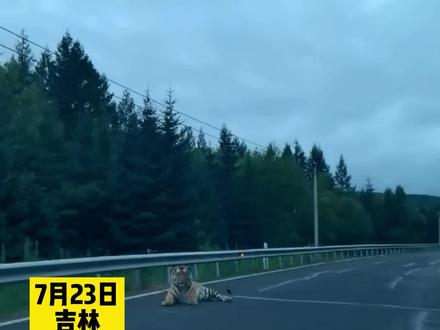 路上惊现野生东北虎,男子这样做。安全第一位啊!#东北虎
