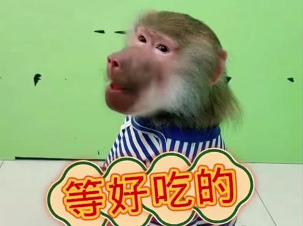 有好吃的就在镜头前刷视频,吃完了就躲镜头等好吃的,心眼可多了。养生就是养健康,产自长寿村的藤茶富含大量黄酮和硒元素,坚持喝对身体和皮肤都特别好。熬夜吃的油腻,皮肤斑斑点点,睡眠不好的喝着都特别合适。少量现货拍一发四罐#养生就是养健康 #好物推荐🔥 #天真无邪的童年 #谁还没个隐藏技能 #动物的迷惑行为