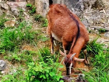 记录羊生崽全程#新农人计划2023 #记录真实生活 #地方特色美食 #菰洋岗柴火鸡