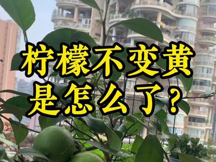柠檬半年了,还不变黄正常吗?#花卉绿植 #爱生活爱养花 #阳台花园 #柠檬树 #盆栽果树