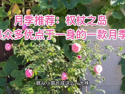 月季推荐:权杖之岛,集众多优点于一身的一款月季#月季 #一花一草一世界 #花卉绿植 #小院时光 #爱生活爱养花