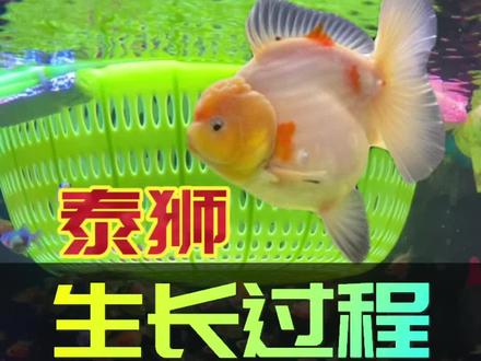泰狮的生长过程—封肚#养鱼日记 #泰狮 #观赏鱼 #金鱼 #养鱼人 @抖音小助手