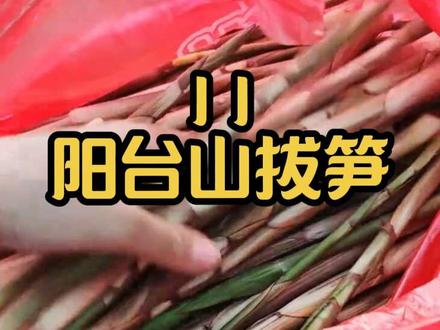 阳台山公园 谁还没吃到美味的竹笋炒肉?#深圳 #阳台山 #竹笋 #真实户外 #周末去哪儿