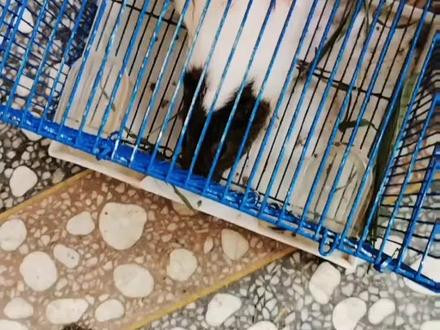 粉丝要我出一个炒荷兰猪的视频,炒兔子也是一样的做法,太好吃了每次都是光盘#做菜我是认真的