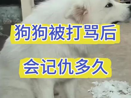 狗狗被打骂后会记仇多久#狗狗冷知识#养狗知识 #养狗经验分享 #科学养宠攻略 #狗狗的心思都写在脸上了