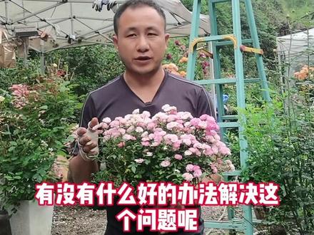 盆栽树桩月季玫瑰十字固定法,
#花卉养殖 #月季玫瑰 #花草养护 #花卉养护知识 #知识分享
