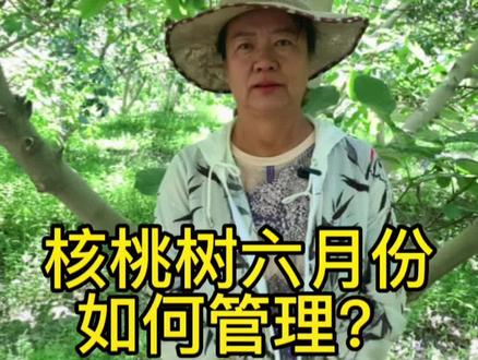 核桃树六月份如何管理?#果树管理 #抖音助农 #三农 #果树种植