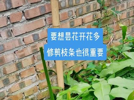 #昙花 适当修剪枝条会有意想不到的惊喜。#爱生活爱养花 #三农