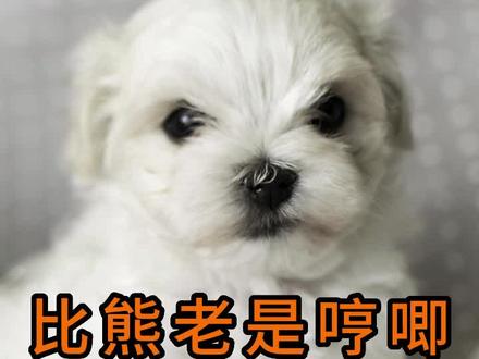 比熊老是哼唧怎么回事#比熊 #宠物知识 #狗狗 #比熊哼唧