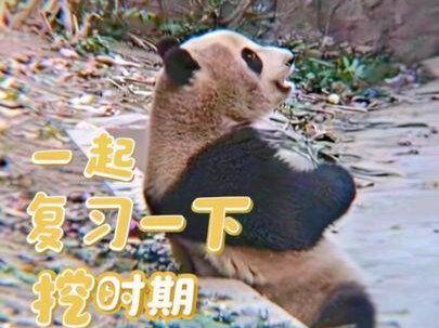 香果
生命倔强,全网守护#来这吸熊猫 #熊猫 #大熊猫 #国宝熊猫 #国宝