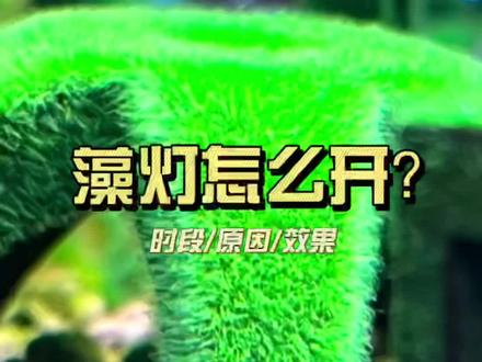 #短绒藻 #观赏虾 如何饲养短绒藻-开灯细节 #水族 #萌宠 #科普