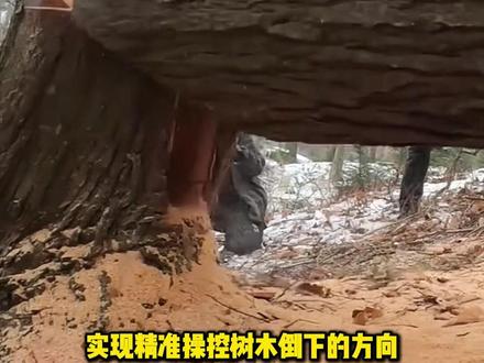 美国伐木工独特的砍树技巧! #科普 #涨知识 #伐木 #美国 #全球看点